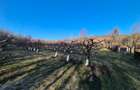 Teren extravilan (inclus in PUG 2026) aproape de Bistrița - 2