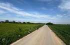 OPORTUNITATE| Teren intravilan 5.000 mp | Ghionea – Ulmi – Giurgiu |dubla D - 4