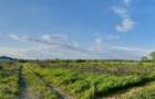 Teren Corbeanca, Balotesti, retras, cu pădure si lac in apropiere - 5