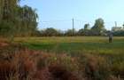 Teren Periș Ilfov sat Buriaș 2 154 m - 59 900 Eur negociabil - 5
