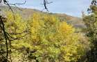 Teren panoramic retras, cu panta lina, utilități si livada - 8