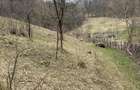 Teren Salatrucel Valcea intravilan cu curent trifazat 380V, faneata si padure - 7