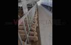 *Fermă modernă pentru export miei | 6 ha | Standarde europene | Aproape de Brăil - 6