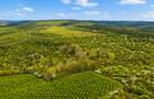 Teren 20 ha vestul Romaniei – ideal plantație aluni / livadă - 4