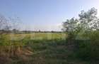 Teren extravilan de vanzare, 5000 mp, zona Viisoara - 3