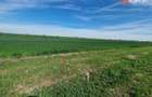 Teren extravilan de 9500 mp de vanzare in Remetea Mare - 1