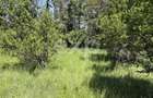 Teren 2.200 mp lângă pădure, la 11 km de Pitești – ideal pentru casă și relaxare - 9