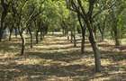 Casă și teren de vânzare – Zona Careiului - 19