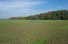 Vanzare teren 24.000 mp, la padure, Dascalu - Runcu
