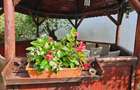 Vand casa 3 camere ARIUSD - 11