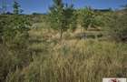 Teren intravilan 2500 mp de vanzare in Ciugud - Teleac - 3