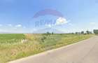Teren extravilan 2 parcele de 9.750 mp - Satul Nou, comuna Hălchiu - 3