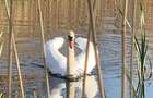 Teren 2000 mp de vânzare – Comana, deschidere la lac, aproape de Parcu - 14