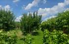 Snagov- Gruiu- Santul Floresti -Proprietate cu stil pentru oameni gospodari! - 32
