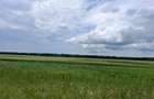 Teren extr.agricol, direct la asfalt,oportunitate investitie - 1