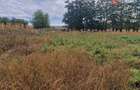 Teren intravilan de 1508 mp cu utilitati - Ianova - 6