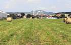 Proprietate unică în Reghin – 1,5 ha intravilan + 2 case locuibile + utilități  - 6