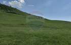 Teren 1,000mp Garcina / Strada Punct Marian - 2