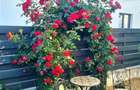Buftea, casa 4 camere - 16