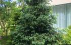 Beautiful villa - Baneasa area - 6rooms - 5