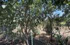 | Teren Intravilan Domnesti 585 mp-Investitie |