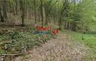 Casă de vacanță la pădure | Teren 891 mp | Valea Ighielului - 30
