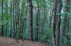 Padure de Fag 2 hectare - 1