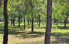 Loturi constructie intre 80-95 Euro/mp - Afumati, Strada Padurii - 10