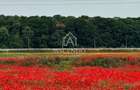 Vanzare teren 7.000 mp – Buftea, zona Tămași | lângă pădure - 3