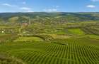 Teren 20 ha vestul Romaniei – ideal plantație aluni / livadă - 1