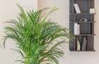 Apartament 3 camere Herastrau loc de parcare inclus - 9