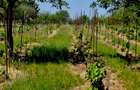 TEREN DE VÂNZARE în grădina viilor Carei - 5