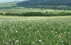 PROPRIETAR vand 100ha Teren Agricol, Timis, zona Deal,  900.000 euro - 1