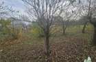 Teren 2000mp intre case langa Padurea Teghes - 5