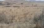 Teren agricol extravilan in Feiurdeni cu acces din Câmpenești. S=10300mp+2300mp - 5