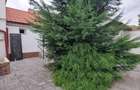Casa de inchiriat zona semicentrala Avram Iancu - 12