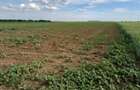 Teren intravilan de vanzare | Peris | 10.000 mp | Investitie sigura - 5