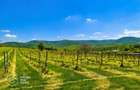 1,35 hectare vie pe rod (Cabernet si Merlot), Siria - 4