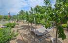 Proprietate unica Palazu Mare - 2 case , teren generos - 10