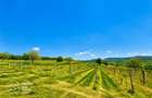 1,35 hectare vie pe rod (Cabernet si Merlot), Siria - 3