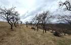 TEREN 34.000 MP | SERANI BIHOR - 2