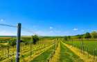 1,35 hectare vie pe rod (Cabernet si Merlot), Siria - 7