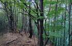 Padure de Fag 2 hectare - 7