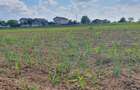 Teren intravilan 1.000 mp | Moara Vlăsiei | Strada Berzei - 5