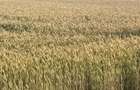 Teren Bragadiru-Clinceni tarla 15/1, 15/2 - 2