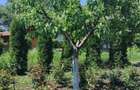 Casă bătrânească în Davideni – curte generoasă de 2.000 mp - 15