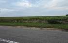 LIVADA  DE VANZARE FOCSANI-DUMBRAVITA  1,8  HA - 20