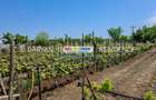 Teren in Poienari Apostoli, 21 E mp, Avantajos, DN1, 34.500 euro - 2