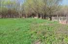 Oaza de liniste cu izvor natural si padurice - 3800 mp intravilan in Mastacani - 3
