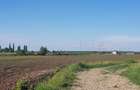 Ciolpani- Drumul Piscului patru loturi teren de la 896 mp pana la 977 mp - 4